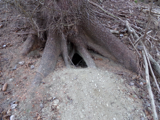 Brlôštek vyčistený jar môže prísť