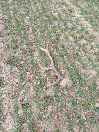 Macko mi ho postrážil