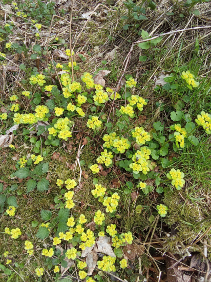 Milý malý posol jari