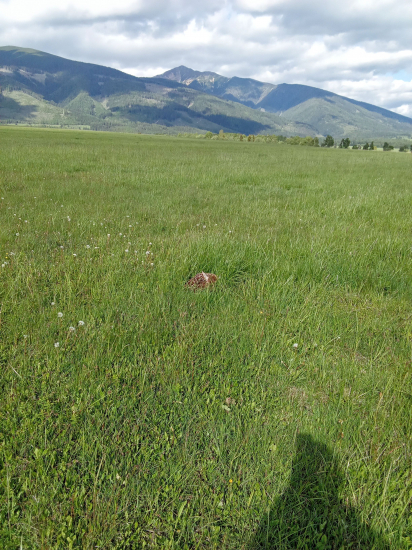 Malý batôžtek nového života