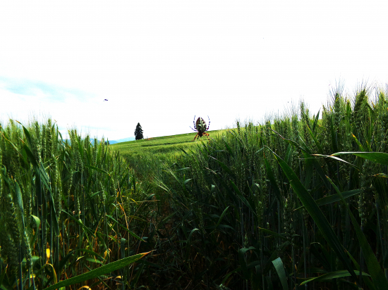 Uprostred pšeničného poľa