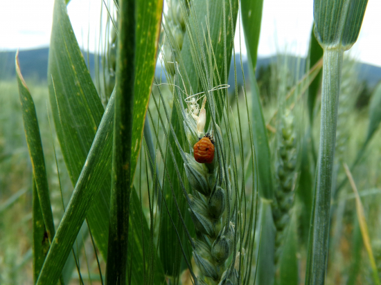Na pšeničnom klase
