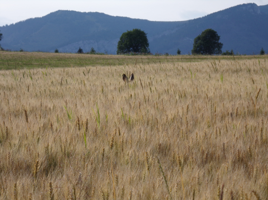 V dozrievajúcej pšenici.