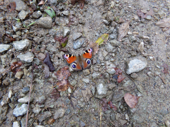 Na starej zvážnici vysoko v lese.