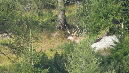 Starigáň zo Suchej