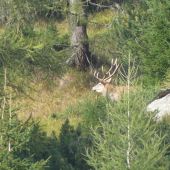 Starigáň zo Suchej