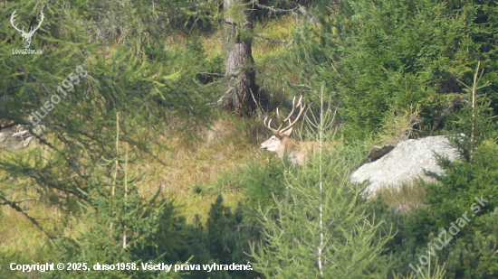 Starigáň zo Suchej