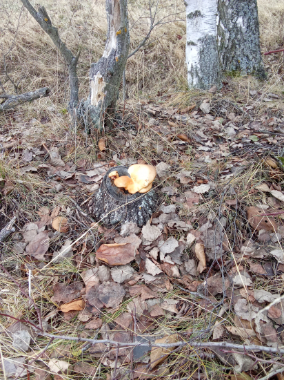 Na pníku v decembri