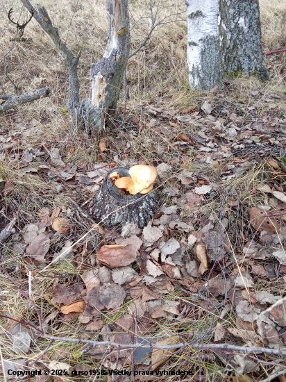 Na pníku v decembri