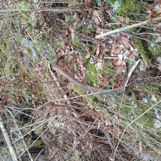 Minuloročný v divočine