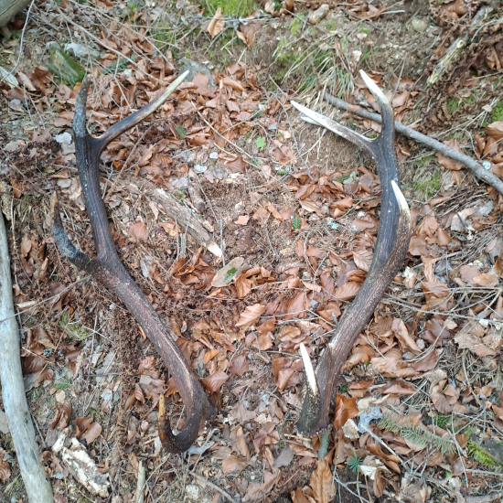 V divočine do páry