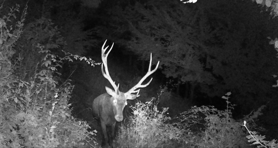 pekná trojka na odstrel