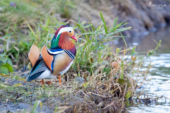 Kačička mandarínska-Aix galericulata