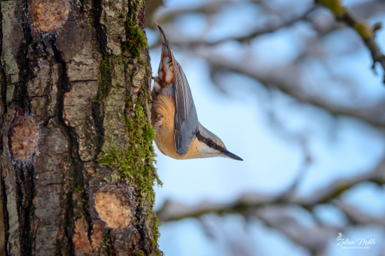 Brhlík obyčajný - Sitta europaea