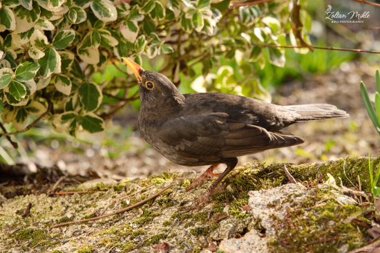 Drozd čierny-Turdus merula