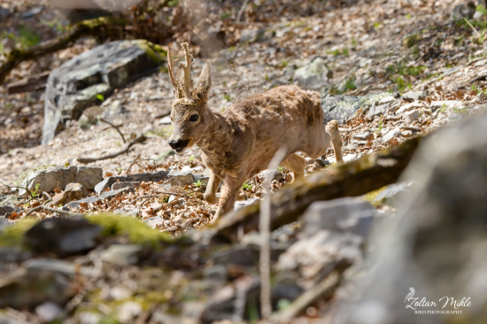 Srnec lesný-Capreolus capreolus