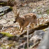 Srnec lesný-Capreolus capreolus