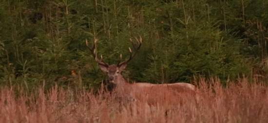 17.09.2025 Jelenia ruja