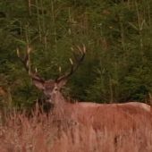 17.09.2025 Jelenia ruja