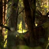 Po stopach vysokej..