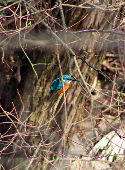 Lietajúci klenot našich vôd