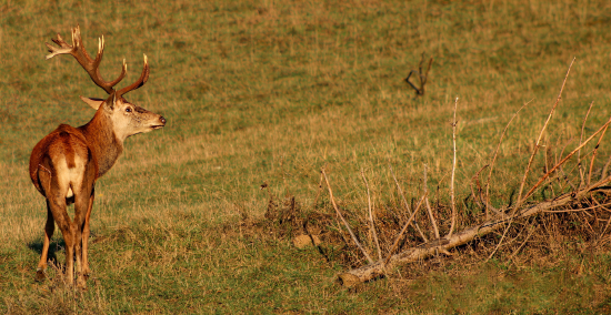 Schudnuty a unavený