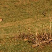 Schudnuty a unavený