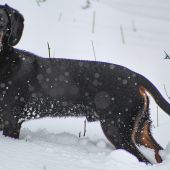Tatranský durič Falco z Krásneho Potoka