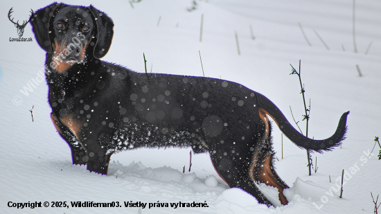 Tatranský durič Falco z Krásneho Potoka