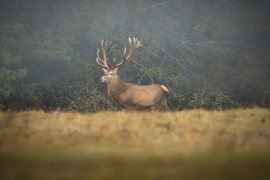 Je ťažké nebyť kráľom, keď príde chvíľa stať sa ním.