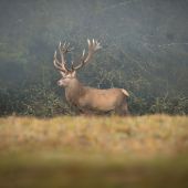 Je ťažké nebyť kráľom, keď príde chvíľa stať sa ním.