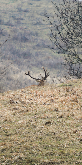 Veľa zo seba neukázal