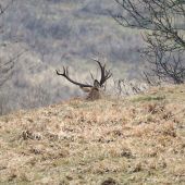Veľa zo seba neukázal