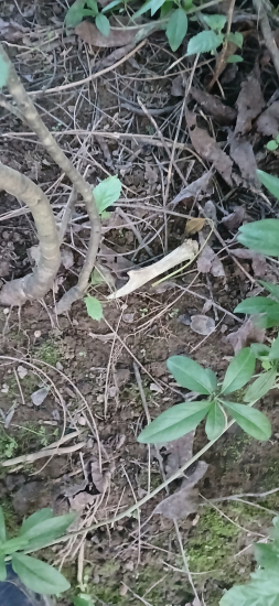 Večerná prechádzka