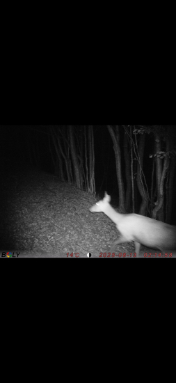 Prechádzajúca jelenica