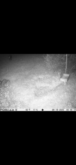 Diviačica s mladými