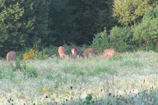pasúce sa jelenice bez jeleňa