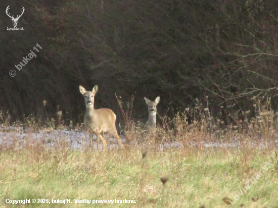 srnka s mladým