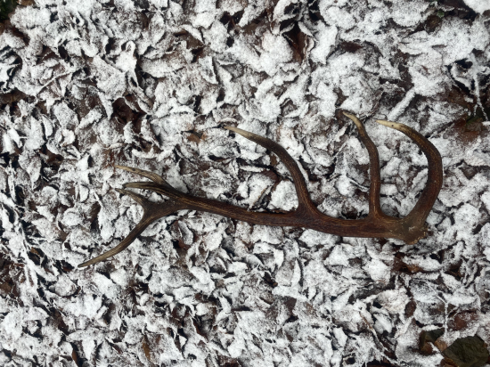 Prvý Čerstvý v sezóne