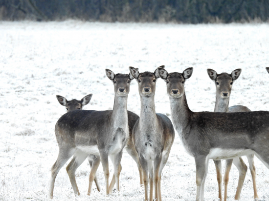 Šťastný nový rok