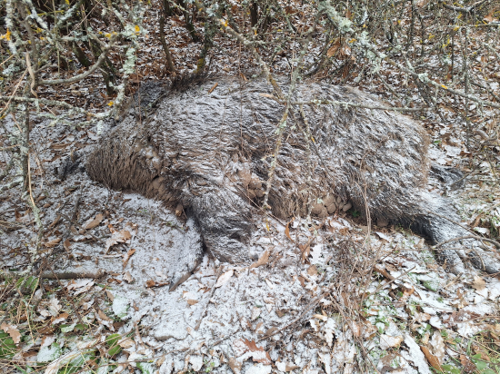 Mor dnes piaty kus kanec