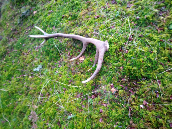 Z ružice sa ešte dymelo....