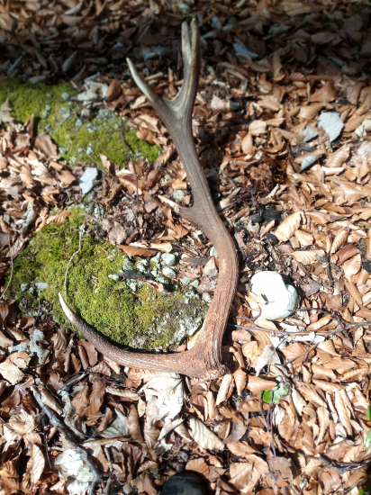 Vykrútena desina hneď z rána..