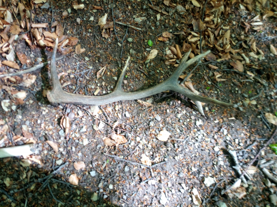 Mladý 12toráčik..