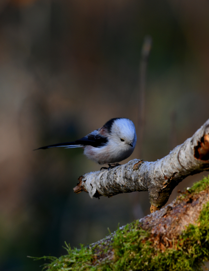 Mlynárka dlhochvostá