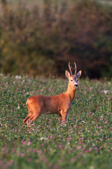 Zlatá hodinka na trebiču