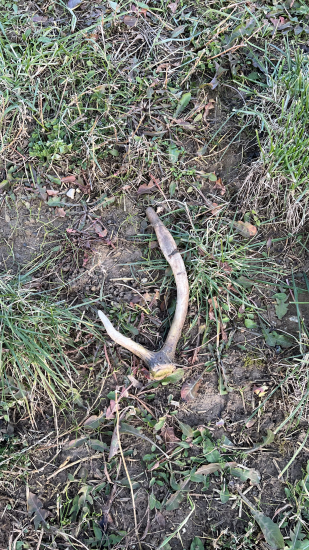 Daniel alebo Jeleň?