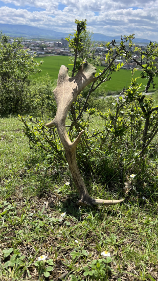 Zhod z Daniela minuloročný