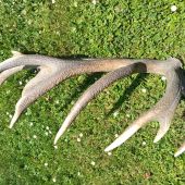 20 torak