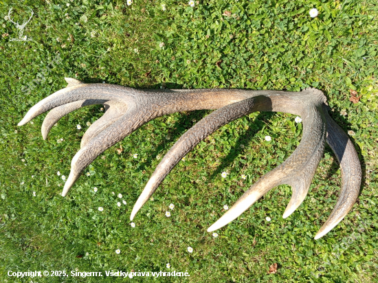 20 torak